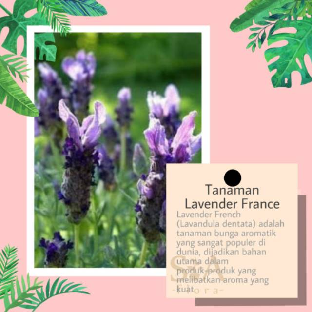 Bibit tanaman lavender france import