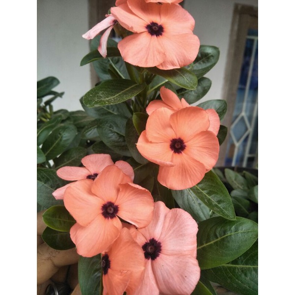 benih vinca polkadot orange