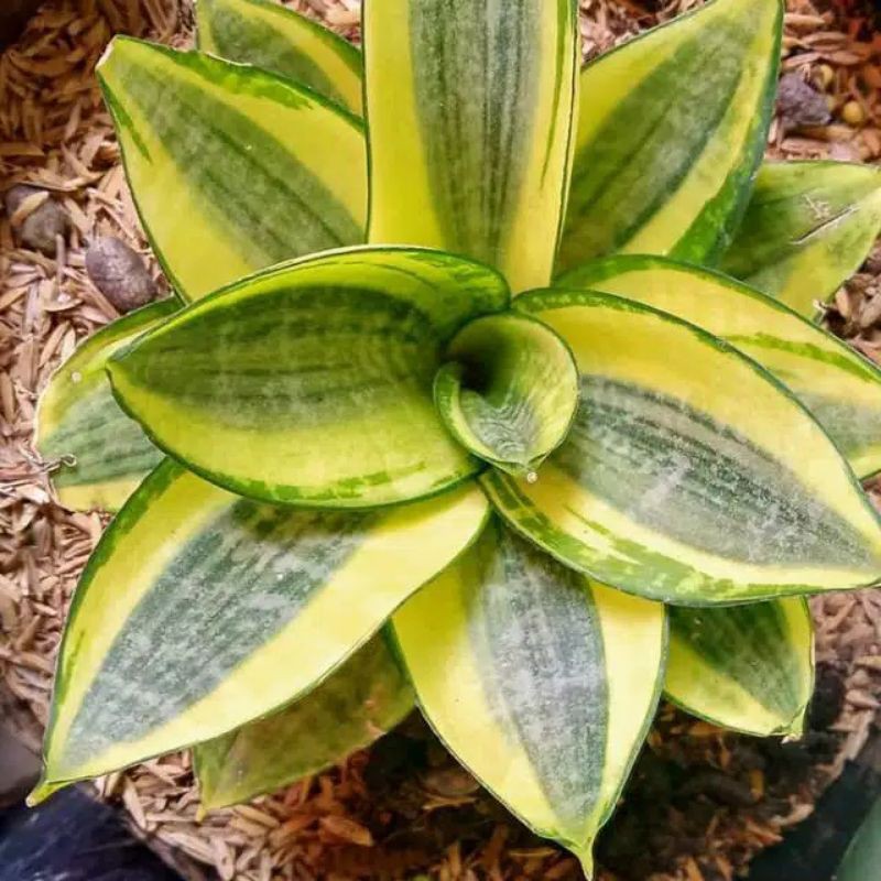 Sansiviera Golden Hahnii, Sansiviera Mini Gold