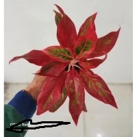 Tanaman hias aglonema lipstik -aglaomema LIPSTICK-tanaman hidup-bunga hidup murah-aglaonema lipstik-