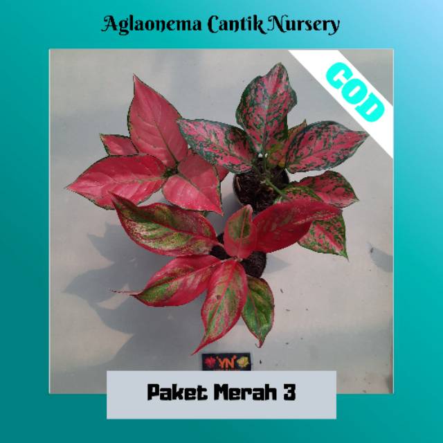 Paket Aglonema Murah / Paket Merah 3[COD]