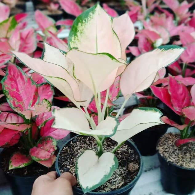 PROMO tanaman hias aglonema sultan brunai-pohon aglonema sultan brunai