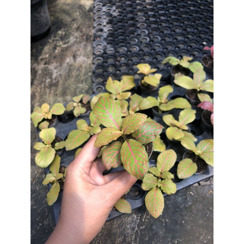 FITTONIA KUNING RED ANNE PREMIUM - BAKUL KEMBANG