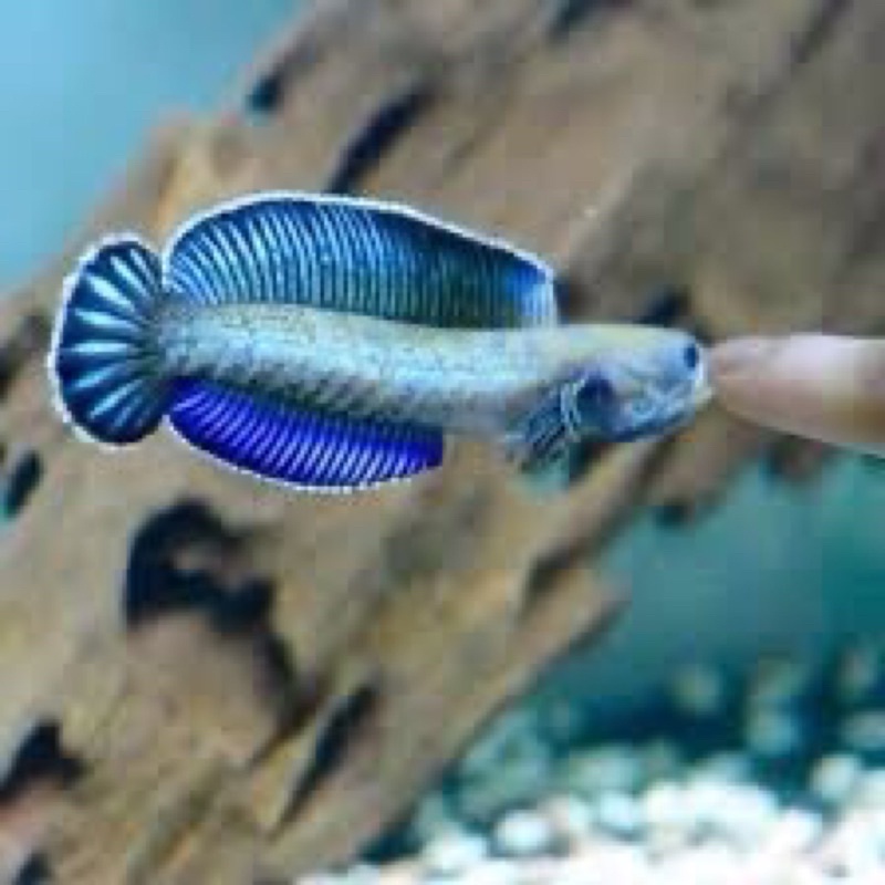 andrao -+8cm male female ada. Grade A kualitas kontes