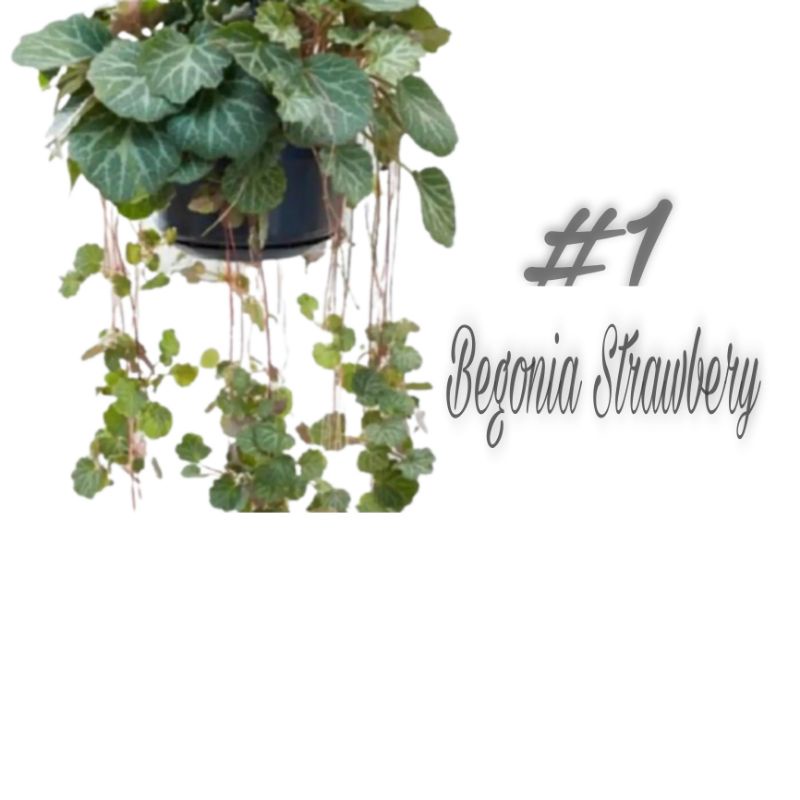 TANAMAN GANTUNG BUNGA BEGONIA STRAWBERRY