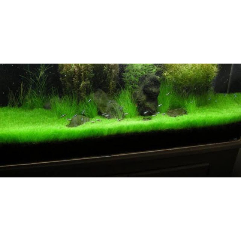 hairgrass mini tropica dwarf hairgrass tanaman karpet dasar aquascape "eleocharis acicularis"