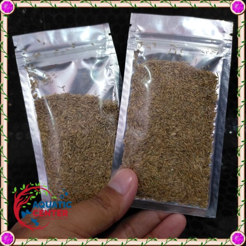 BIBIT TANAM AQUASCAPE - HIGH GRASS CARPET SEED - TANAMAN CARPET