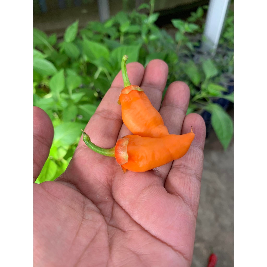 Benih Bibit Biji - Cabai BBG Bubblegum Orange Pepper Cabe Seeds