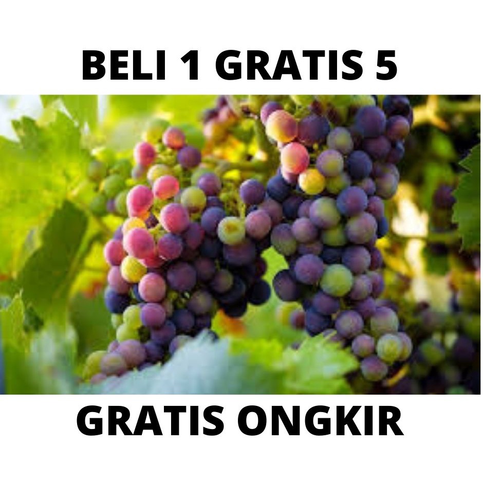 PROMO SPESIAL BIBIT ANGGUR TROPICAL 3 VARIAN