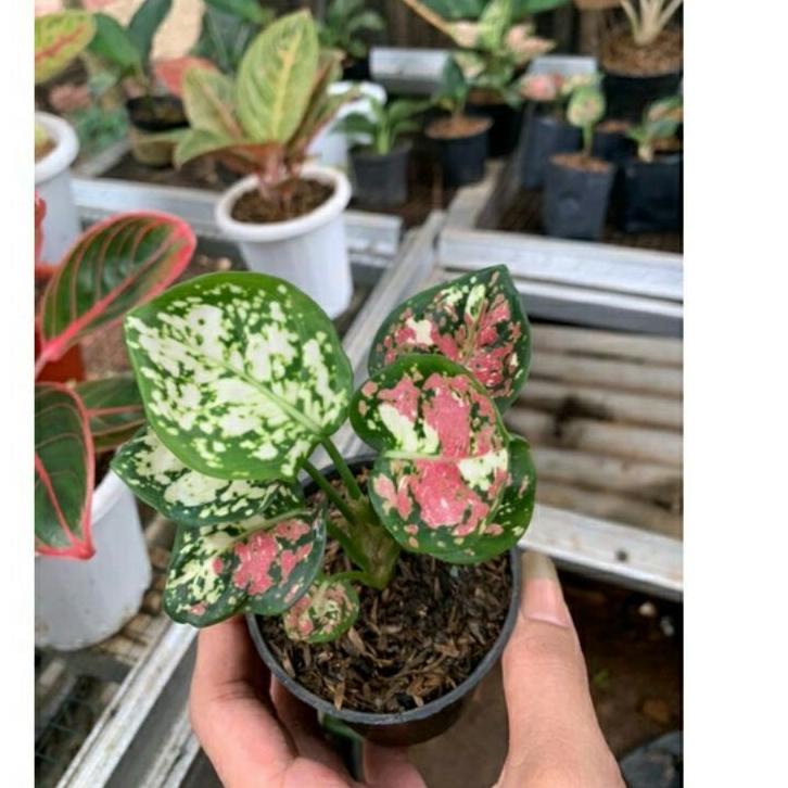 Best Product TANAMAN HIAS AGLONEMA TRICOLOUR DAUN 2-3-4