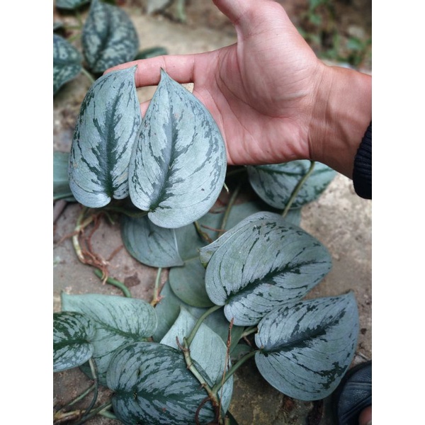 scindapsus silver hero