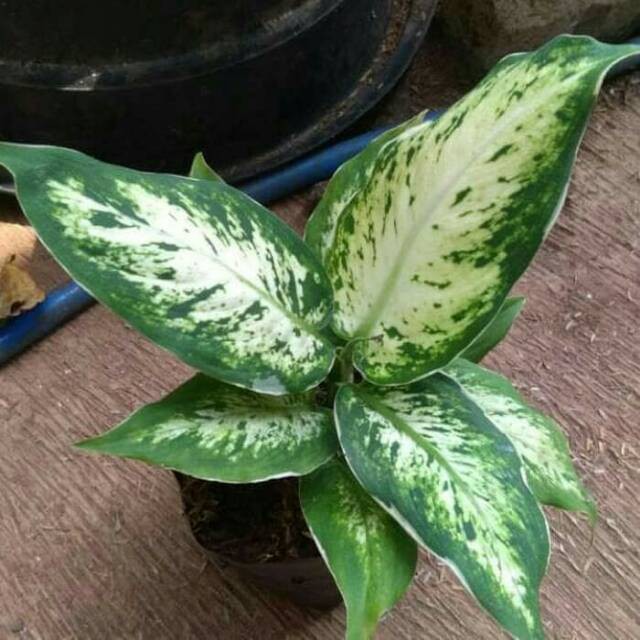 SPARKEL ( Tanaman hias aglonema aglaonema )