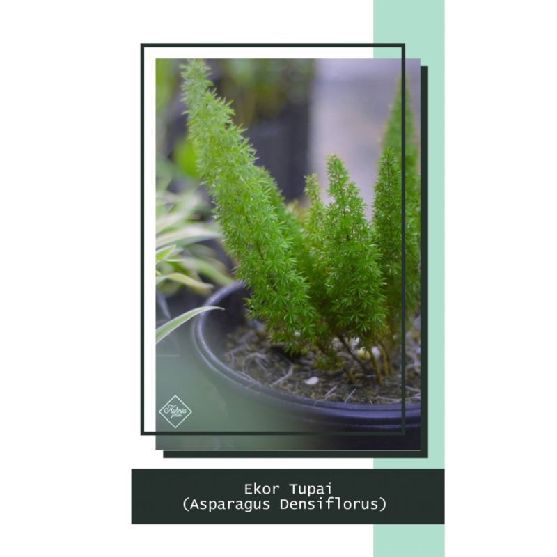 

Ekor Tupai (Asparagus Desiflorus)