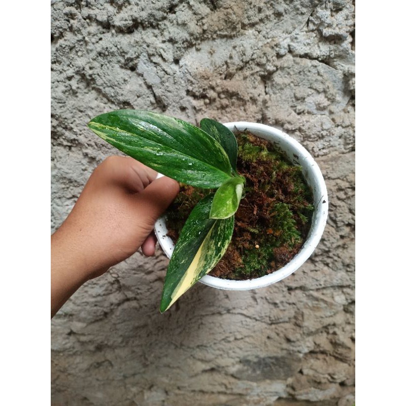 monstera varigata standleyana kuning