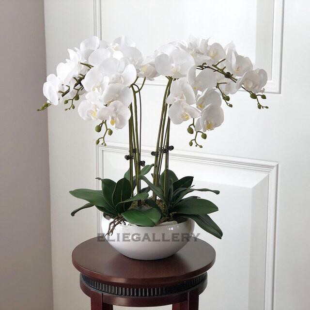 Bunga Anggrek Latex Anggrek Bulan Putih Anggrek Artificial Orchid
