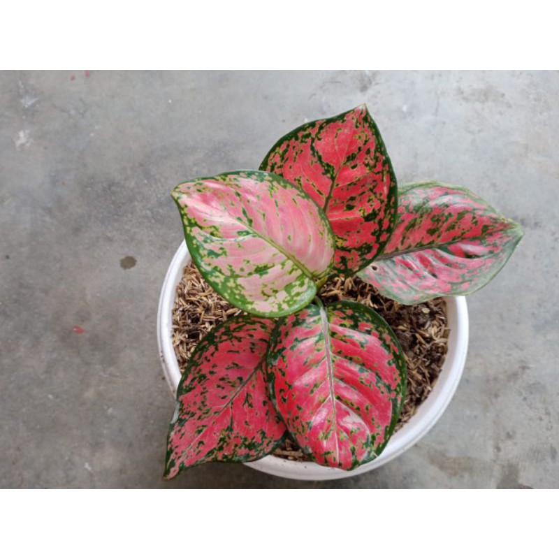 aglonema red dut anjamani remaja