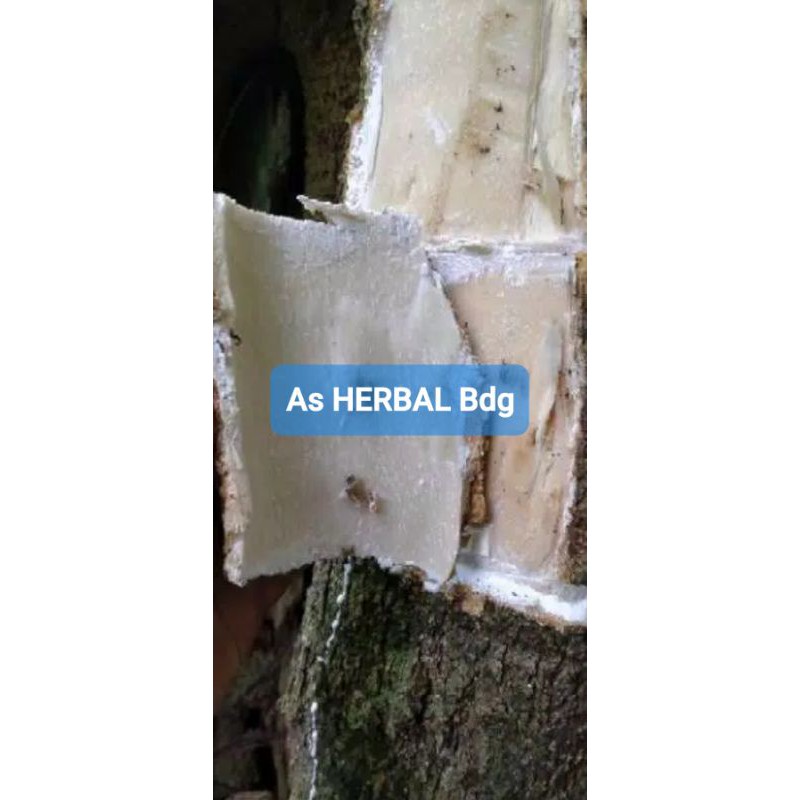 

Kulit pohon lame pohon pune pulay pule segar 1 kg-az