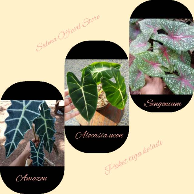 Paket 3 jenis keladi cantik