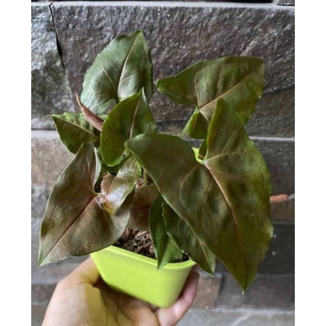 Tanaman hias sygonium Cyiprium/sygonium tembaga