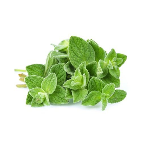 Benih Oregano