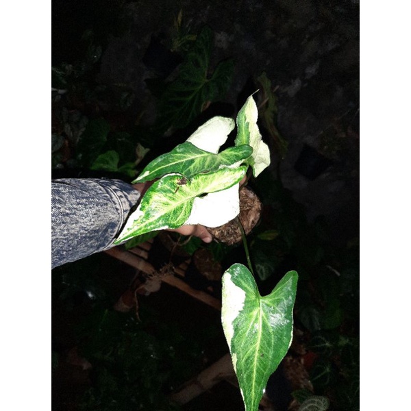 syngonium magic marble / three kings