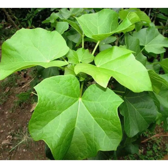 

Daun jarak pagar segar per 15 Lembar