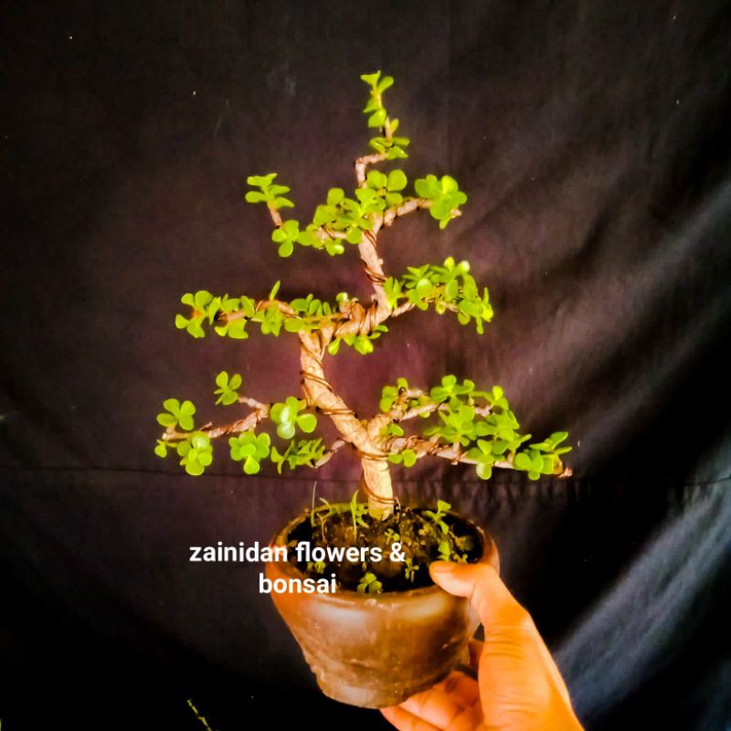 bonsai jade plant (bonsai indoor.) tinggal pajang
