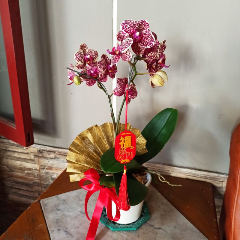 

Hampers anggrek bulan premium kado kartu ucapan isi 2 plants tanaman anggrek yang berbunga