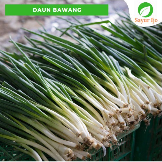 

Daun Bawang 125 - 150 Gram Fresh Spring Onion Sayur Hijau Segar