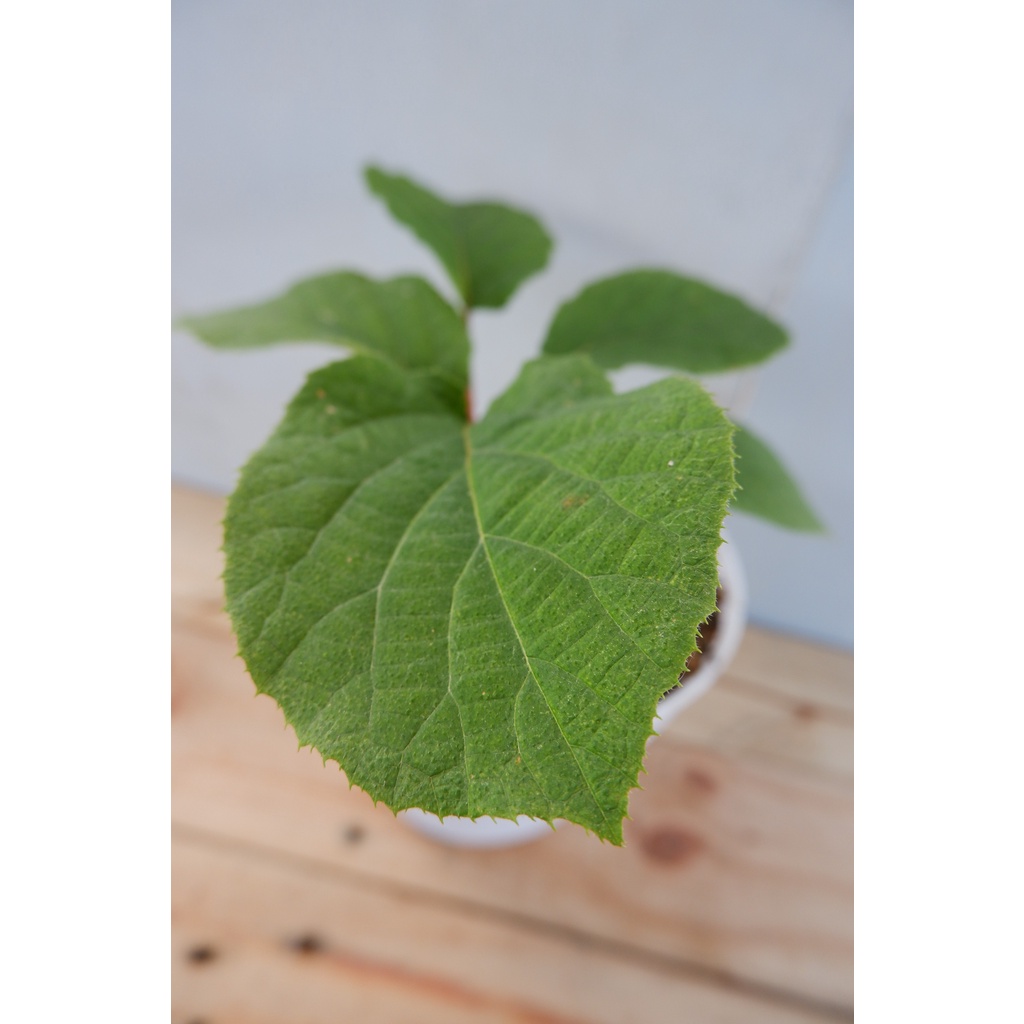 Buah Kiwi - Actinidia Deliciosa - Tanaman Buah