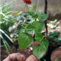 Tanaman Herbal Sirih Cina/Bibit Sirih Cina