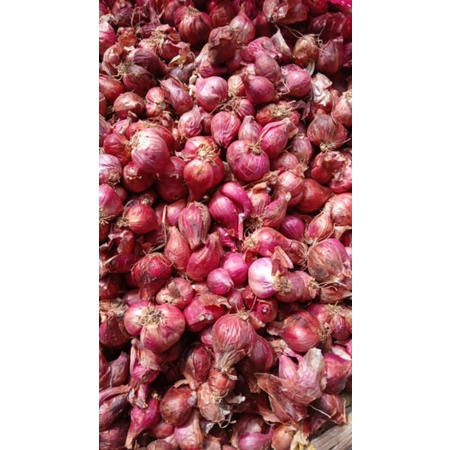 

BAWANG BREBES PRUTUL