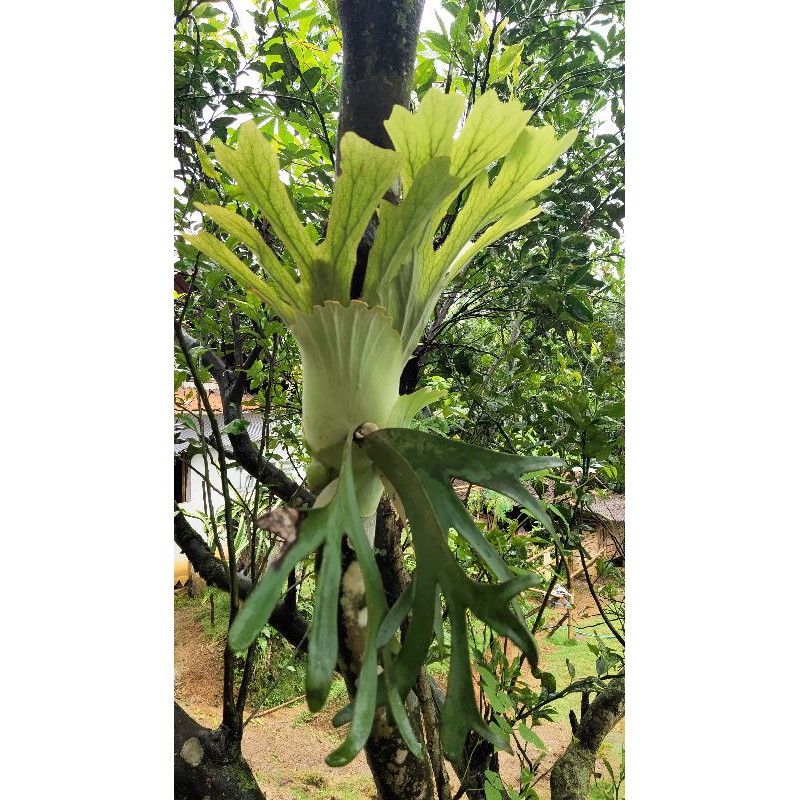 platycerium wandae  tanduk rusa
