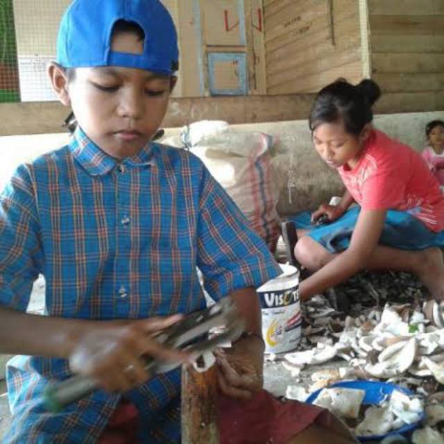 Pisau Koko  pengupas kulit Ari Kelapa new model