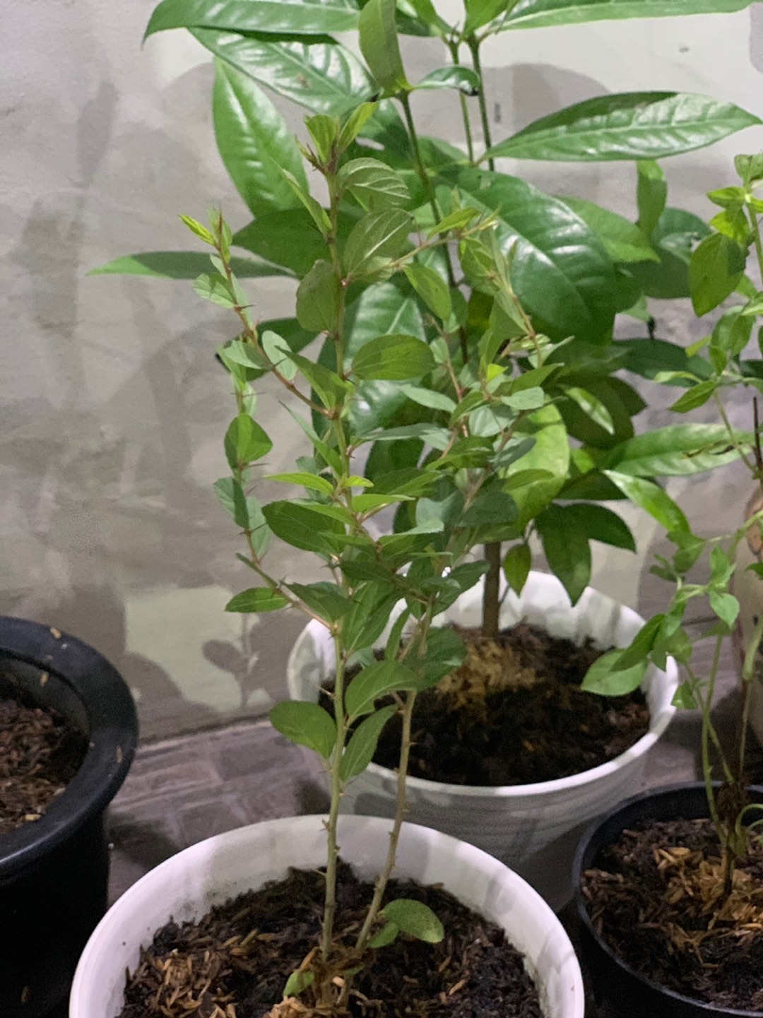 Pohon Bidara Arab Tinggi 20cm