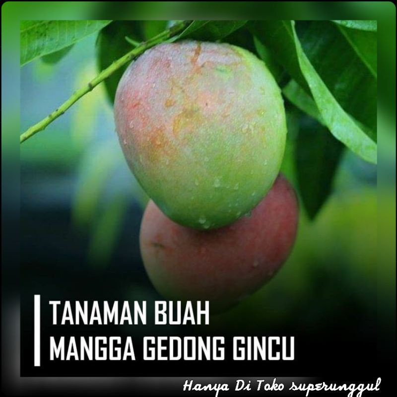 Bibit Mangga Agrimania