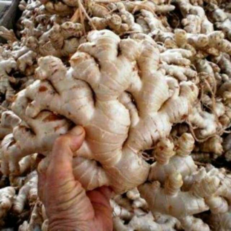 

Jahe Gajah/jahe besar Super terbaik 250gram
