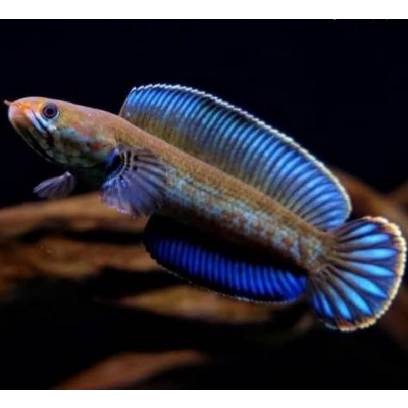 Andrao gondrong uk 7-8cm
