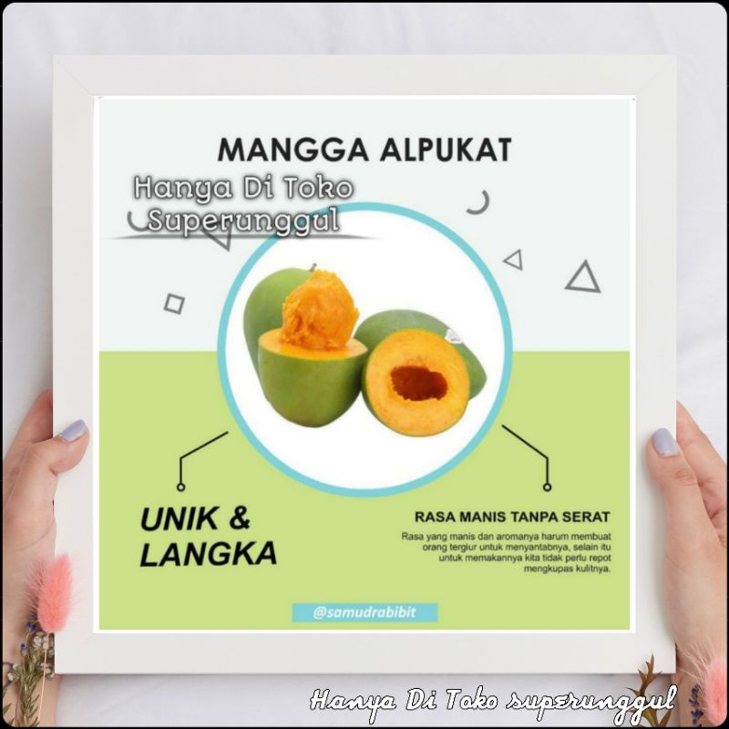 Bibit Mangga Alpukat Superunggul