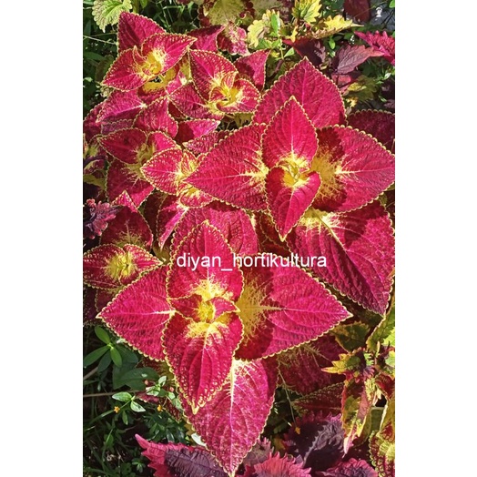 Bunga Miana Tanaman Hias Murah Miana Langka Bunga Miana