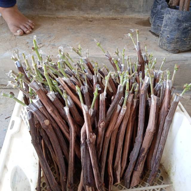 Paket 4 bibit anggur import cutting GRAFTING i