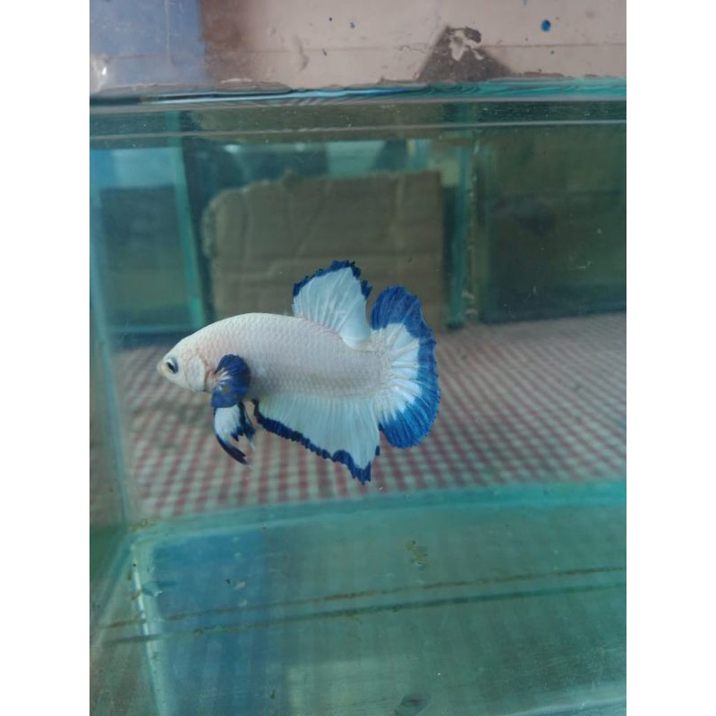 

cupang blue rim