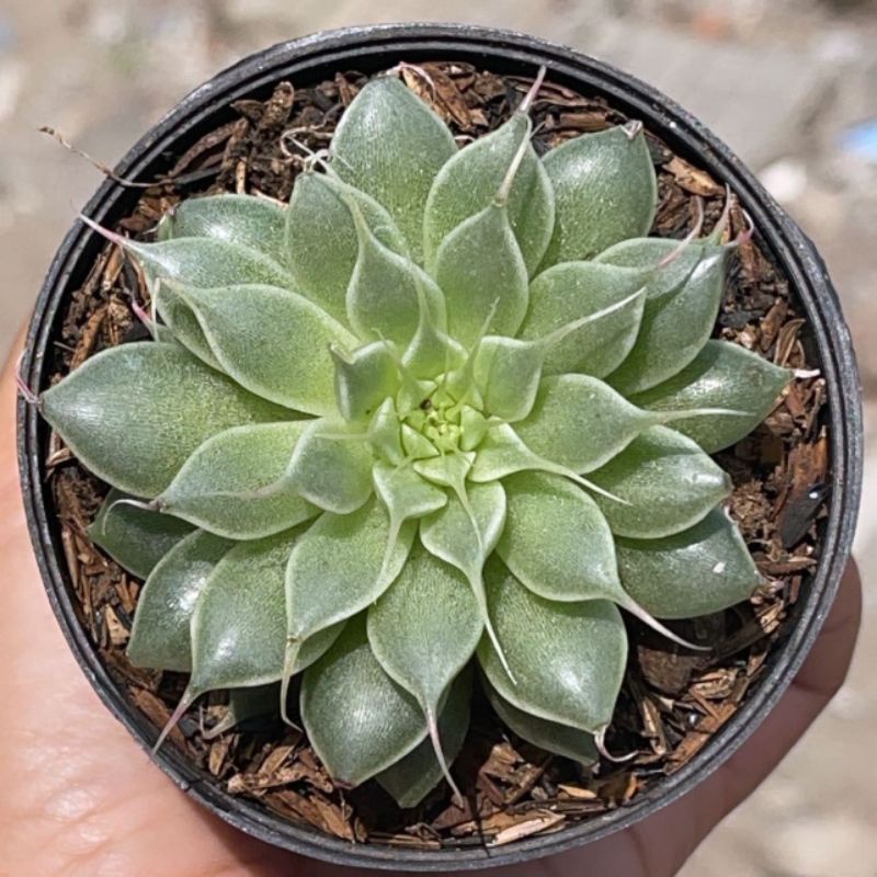 Sukulen Echeveria Silver Strip