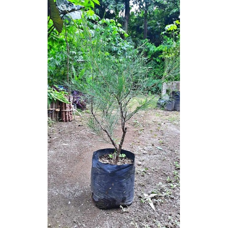 Cemara udang bahan bonsai