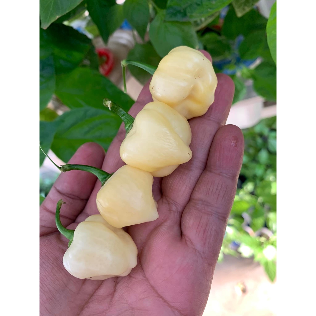 Benih Bibit Biji - Cabai White Snow Pepper Cabe Seeds