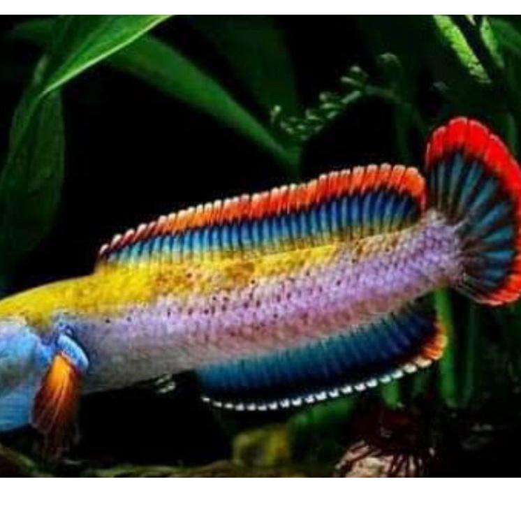 Harga Bersahabat.. cana limbata kualitas premium (sudah galak)