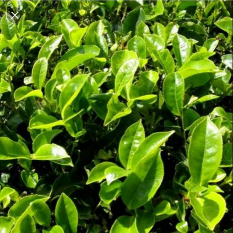 

Daun teh hijau fres 500 grm