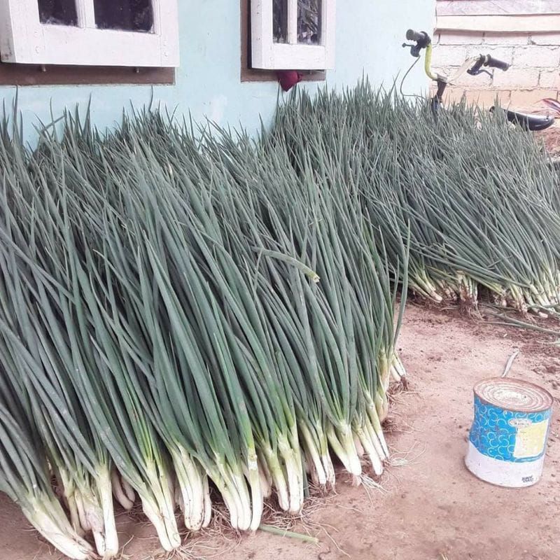 (100 biji) Benih Bawang Daun Blaze F1 Repack Original