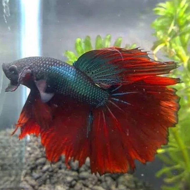 ikan cupang hias halfmoon