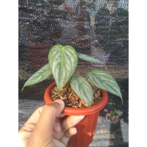 sodiroi+gloriosum+melano+singonium varigata putih (paket hemat)